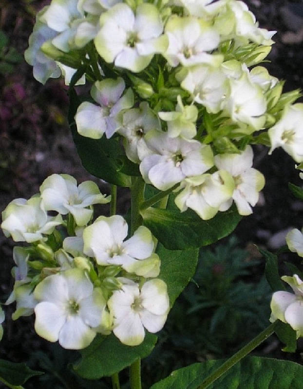 Флокс Джейд